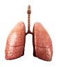 13 легені – АНАТОМ | The ANATOMIST